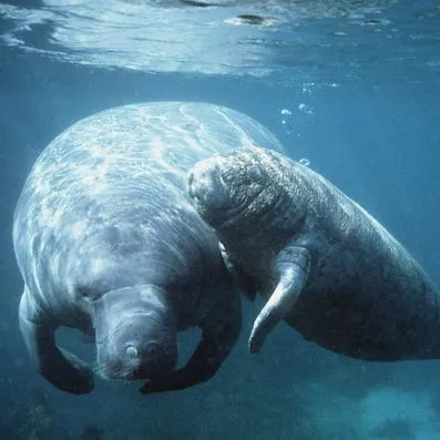 thumbnail for publication: Third Grade Manatee Curriculum—Lesson 15: Collecting Data about Manatees